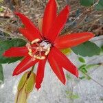 Passiflora miniata Virág