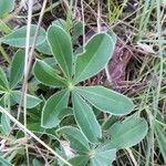 Lupinus albus Leaf