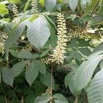 Aesculus parviflora Λουλούδι