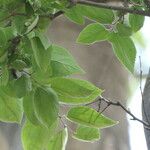 Celtis africana Blatt