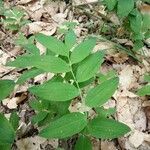 Polygonatum multiflorum Лист