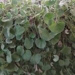 Dichondra micrantha葉