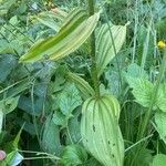 Veratrum album Leaf