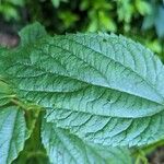 Boehmeria cylindrica Листок