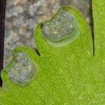 Adiantum aethiopicum Leaf