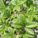 Potentilla caulescens Blad