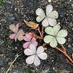 Oxalis corniculata Feuille