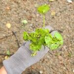 Claytonia perfoliataHostoa