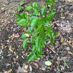 Cinnamomum camphora 葉