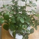 Rosa corymbifera Flors