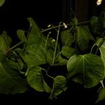 Cydista heterophylla Цвят