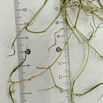 Zannichellia palustris Yaprak