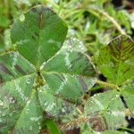 Trifolium fucatum Deilen