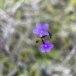 Buchnera longifolia Flor