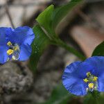 Commelina ensifolia 花