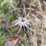 Dipsacus sativus Fruit