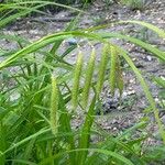 Carex crinita Hostoa