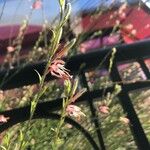 Oenothera suffrutescens 花