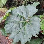 Gunnera insignis Leaf