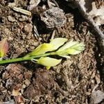 Polygala flavescens फूल