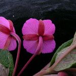 Epilobium conspersum Агульны выгляд