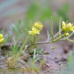 Sisymbrella aspera Other