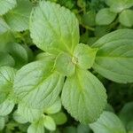 Plectranthus ornatus Leaf