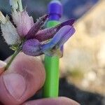 Astragalus vesicarius Blomst