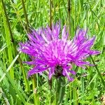 Centaurea nervosa 花