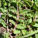 Veronica orsiniana Blatt