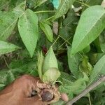 Gossypium hirsutum Fruit