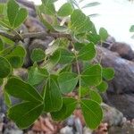 Haematoxylum campechianum Blatt