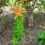 Lilium maculatum Habit