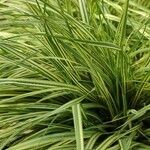 Carex morrowii 葉