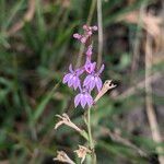 Lobelia urens 花