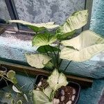 Syngonium angustatum Лист