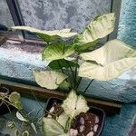 Syngonium angustatum Blatt