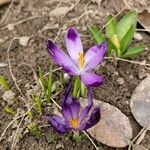 Crocus tommasinianusКветка