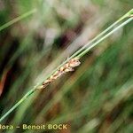 Carex lasiocarpa Kvet