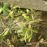 Bulbophyllum scaberulum Alkat (teljes növény)