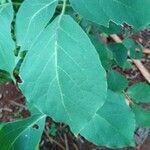 Tabebuia roseoalba Blatt