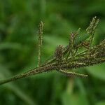 Paspalum paniculatum Flor