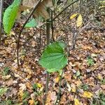 Smilax tamnoides Blatt