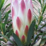 Protea repens Kukka