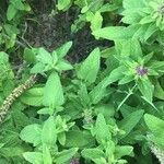 Teucrium hircanicum Blad