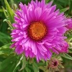 Symphyotrichum novae-angliae Flower