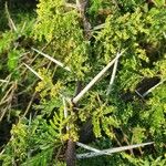 Vachellia nilotica Altres