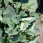 Cucurbita moschataJani