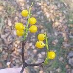 Loranthus europaeus Fruit