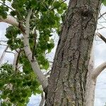 Populus deltoides Bark